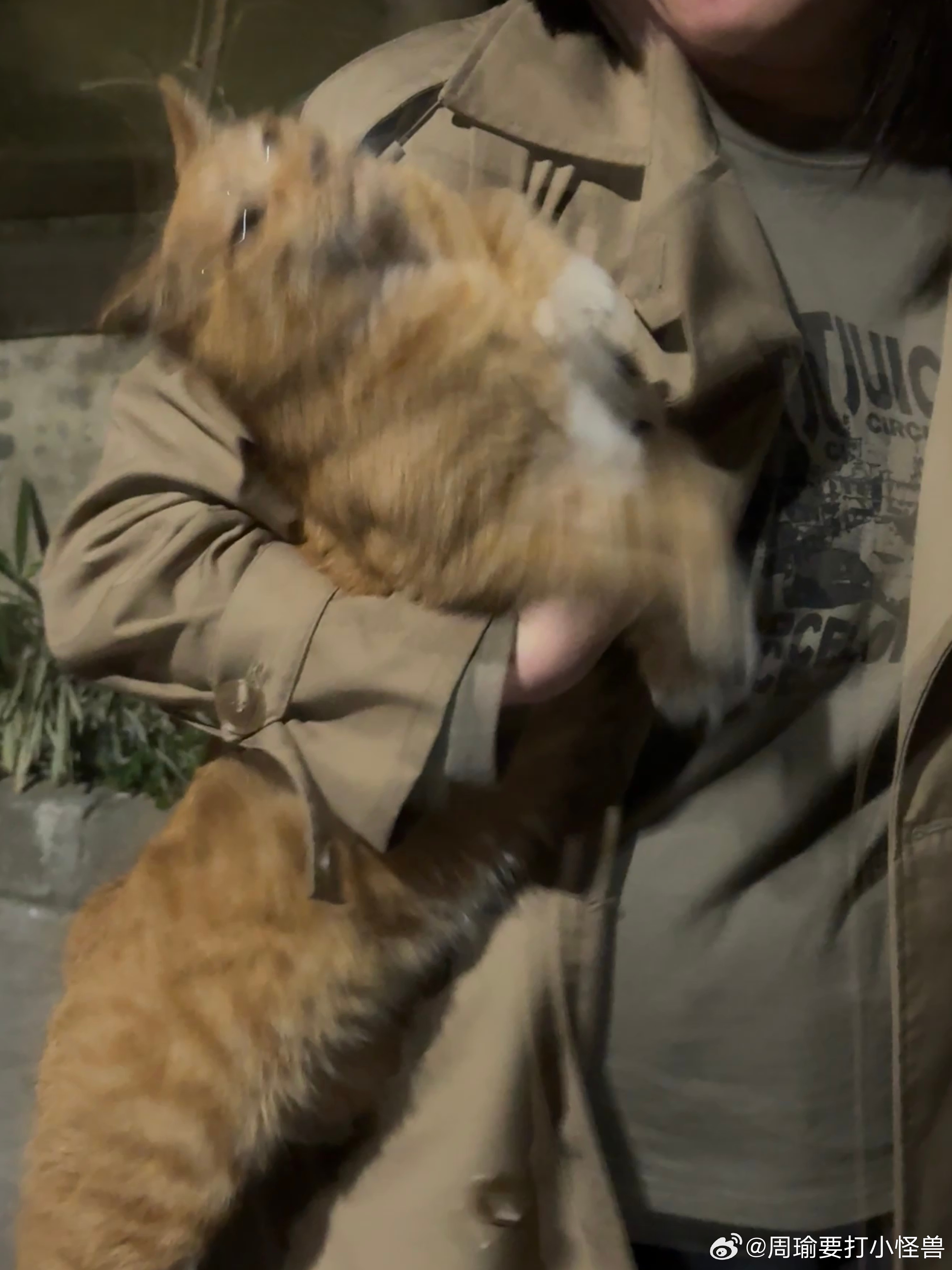 烫猫事件最新进展，心灵与自然的美妙旅程揭秘